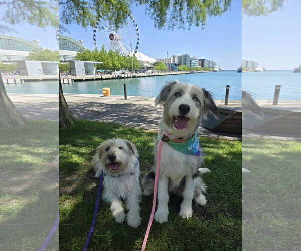 Medium Photo #3 Australian Shepherd Puppy For Sale in Columbus, IN, USA