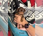 Small #4 Shorkie Tzu