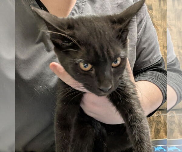 Medium Photo #2 Australian Kelpie Puppy For Sale in Chico, CA, USA