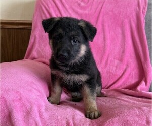 German Shepherd Dog Puppy for sale in THORP, WI, USA