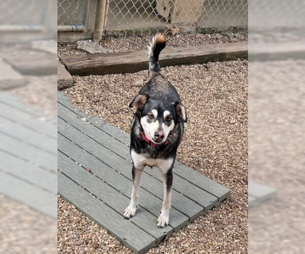 Medium Photo #6 Siberian Husky-Unknown Mix Puppy For Sale in Mountain View, AR, USA