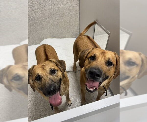 Medium Photo #2 Pyrenees Ridgeback Puppy For Sale in Lancaster, PA, USA