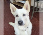 Small Photo #13 German Shepherd Dog-Unknown Mix Puppy For Sale in Fargo, ND, USA