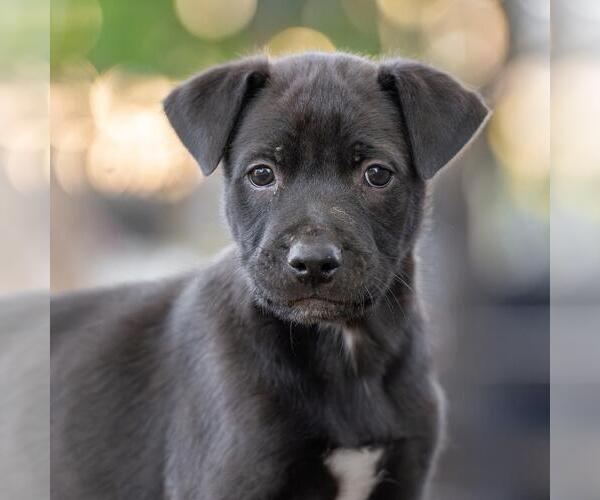 Medium Photo #3 Labrador Retriever-Unknown Mix Puppy For Sale in San Diego, CA, USA