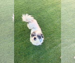 Doug - Male Shih Tzu Dog for Adoption - Photo #3