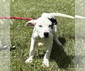 Labrador Retriever-Unknown Mix Dogs for adoption in Yardley, PA, USA