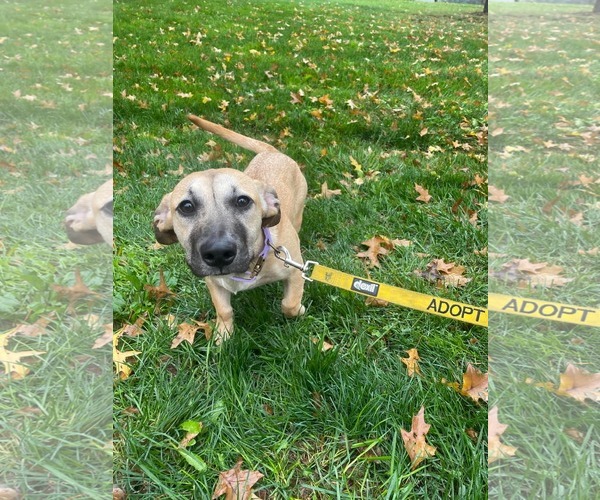 Medium Photo #5 Mutt Puppy For Sale in Derwood, MD, USA