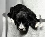 Small Photo #50 Goldendoodle Puppy For Sale in HOWARD CITY, MI, USA