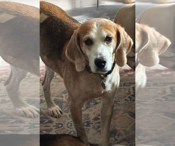 Medium Photo #1 American Foxhound-Unknown Mix Puppy For Sale in Norfolk, VA, USA