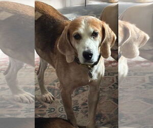 American Foxhound-Unknown Mix Dogs for adoption in Norfolk, VA, USA