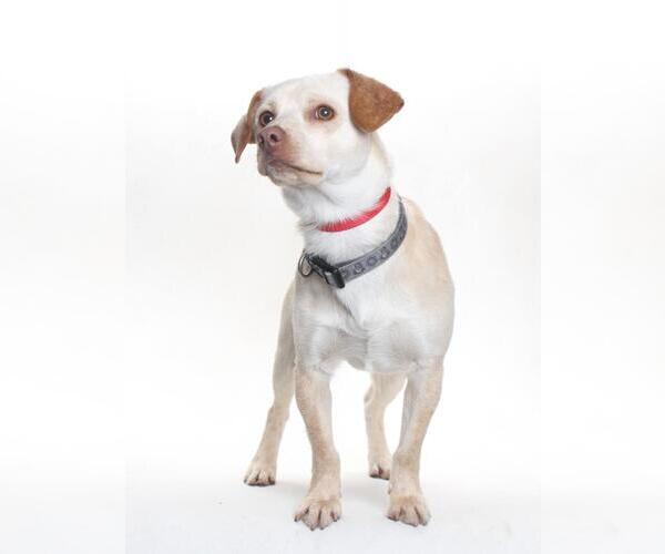 Medium Photo #2 Cheagle Puppy For Sale in Burbank, CA, USA