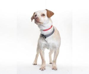 CHICO - Male Cheagle Dog for Adoption - Photo #2