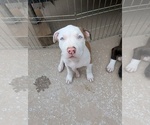 Puppy Speckles American Bully