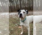 Small Photo #16 American Pit Bull Terrier Puppy For Sale in Spotsylvania, VA, USA