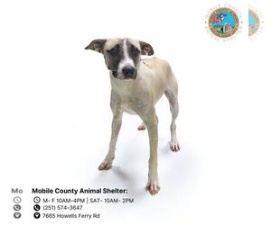 Black Mouth Cur-Unknown Mix Dogs for adoption in Mobile, AL, USA