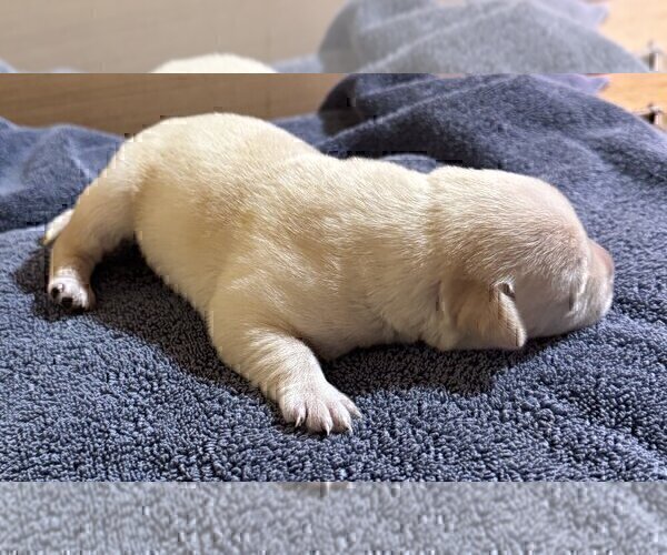 Medium Photo #87 Labrador Retriever Puppy For Sale in HIGH POINT, NC, USA