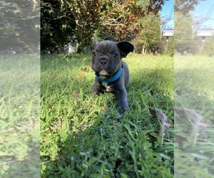 French Bulldog Puppy for sale in CUMMING, GA, USA