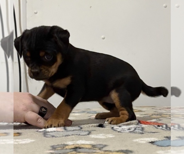 Medium Photo #13 Carlin Pinscher Puppy For Sale in COBB, WI, USA