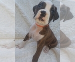 Small Photo #18 Boxer Puppy For Sale in METROPOLIS, IL, USA