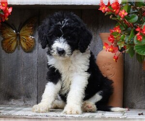 Sheepadoodle Puppy for sale in FREDERICKSBG, OH, USA