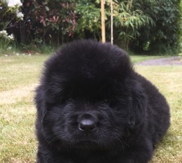 Newfoundland Puppy for sale in TWIN FALLS, ID, USA