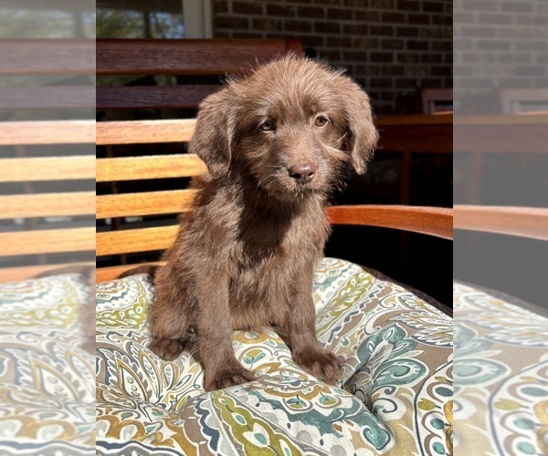 Medium Photo #4 Labradoodle Puppy For Sale in NOBLESVILLE, IN, USA