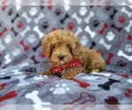 Small #5 Cavapoo (Miniature)