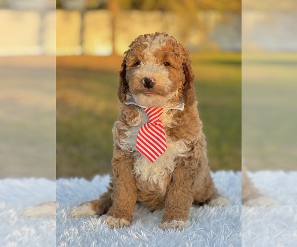 Medium Photo #5 Goldendoodle (Miniature) Puppy For Sale in FROSTPROOF, FL, USA