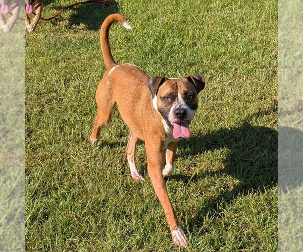 Medium Photo #4 Boxer-Unknown Mix Puppy For Sale in Canton, CT, USA
