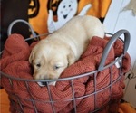 Small Photo #5 Golden Labrador Puppy For Sale in MARYVILLE, MO, USA