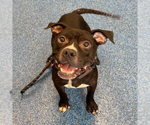 Mutt Dogs for adoption in Tarboro, NC, USA