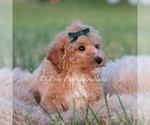 Small #4 Maltipoo (Miniature)