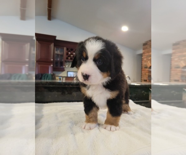 Medium Photo #8 Bernese Mountain Dog Puppy For Sale in WATERFORD, MI, USA