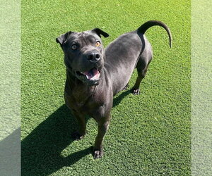 Moose - Male Mutt Dog for Adoption - Photo #4