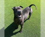 Small Photo #4 Mutt Puppy For Sale in Rockwall, TX, USA