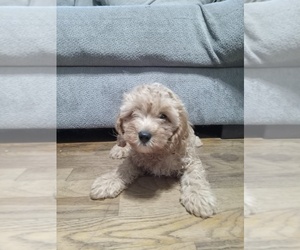 Cavapoo Puppy for sale in CALHOUN, GA, USA