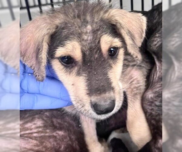 Medium Photo #1 Labrador Retriever-Unknown Mix Puppy For Sale in Houston, TX, USA