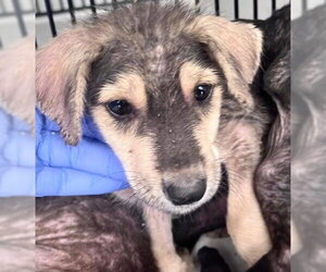 Labrador Retriever-Unknown Mix Dogs for adoption in Houston, TX, USA