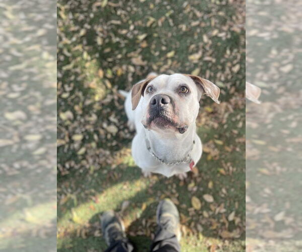 Medium Photo #18 Bulloxer Puppy For Sale in Lake Forest, CA, USA