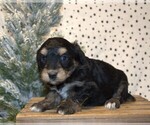 Small Photo #21 Aussiedoodle Miniature  Puppy For Sale in NEWBERRY, IN, USA