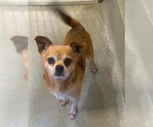 Chihuahua Dogs for adoption in San Martin, CA, USA
