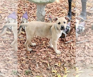 German Shepherd Dog-Unknown Mix Dogs for adoption in SHERBURNE, NY, USA