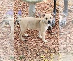Small German Shepherd Dog Mix
