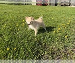 Small #8 Pomimo