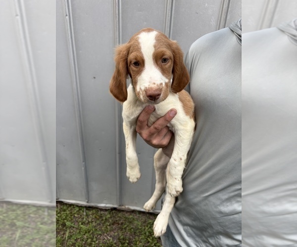 Medium Photo #4 Brittany Puppy For Sale in FISHER, IL, USA