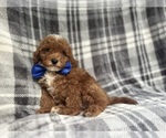 Small #4 Cavapoo