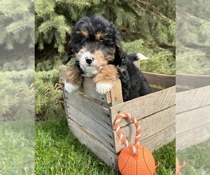 Bernedoodle (Miniature) Puppy for Sale in MIDDLEBURY, Indiana USA