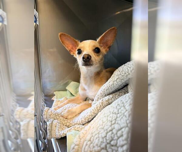 Medium Photo #1 Chihuahua Puppy For Sale in Santa Cruz, CA, USA