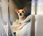 Small Chihuahua