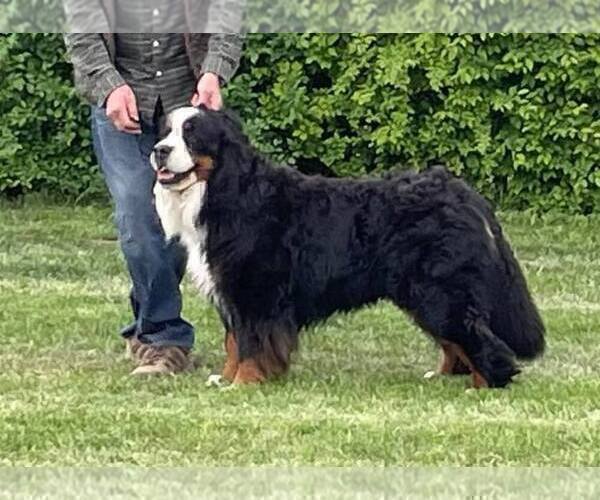 Medium Photo #1 Bernese Mountain Dog Puppy For Sale in Hatvan, Heves, Hungary